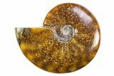 Polished Cretaceous Ammonite (Cleoniceras) Fossil - Madagascar #305923-1